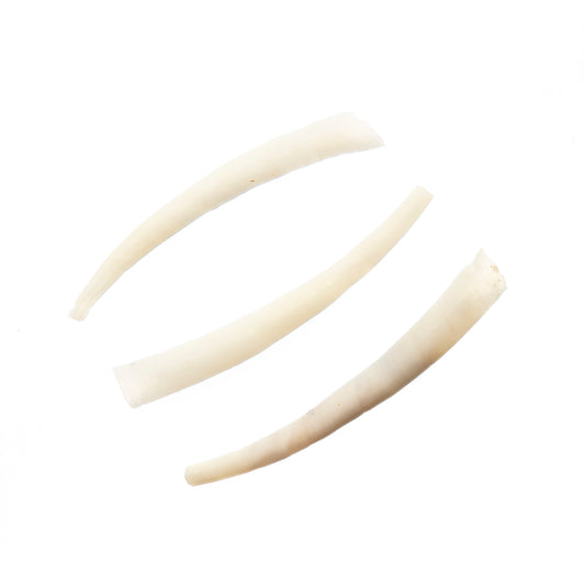 Dentalium Shell Smooth 50g 1in to 1.5in Natural