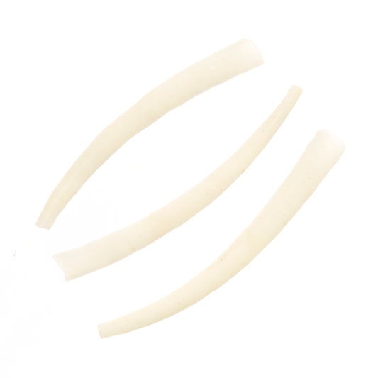 Dentalium Shell Smooth 50g 1.5in to 2in Natural