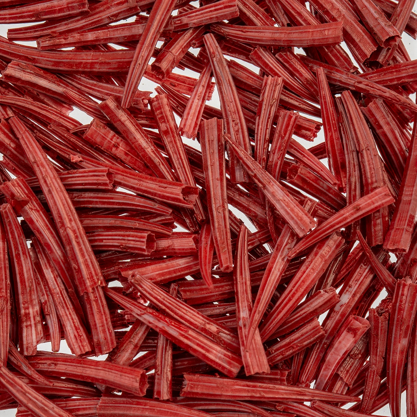Dentalium Shell Ridged 30g/apx.100pcs 0.5in to 1in Red Oil Painted/water Resistant