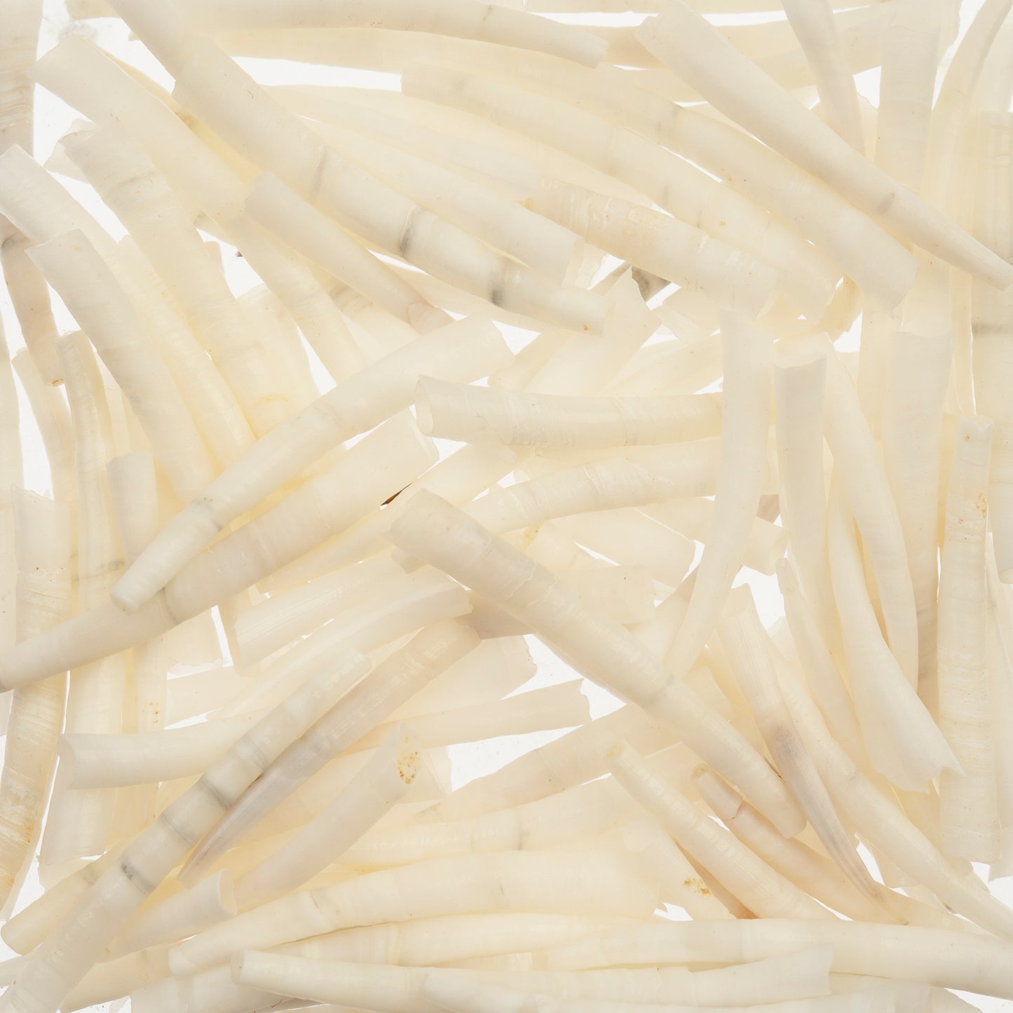Dentalium Shell Smooth 50g 1in to 1.5in Natural