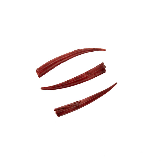 Dentalium Shell Ridged 30g/apx.100pcs 0.5in to 1in Red Oil Painted/water Resistant