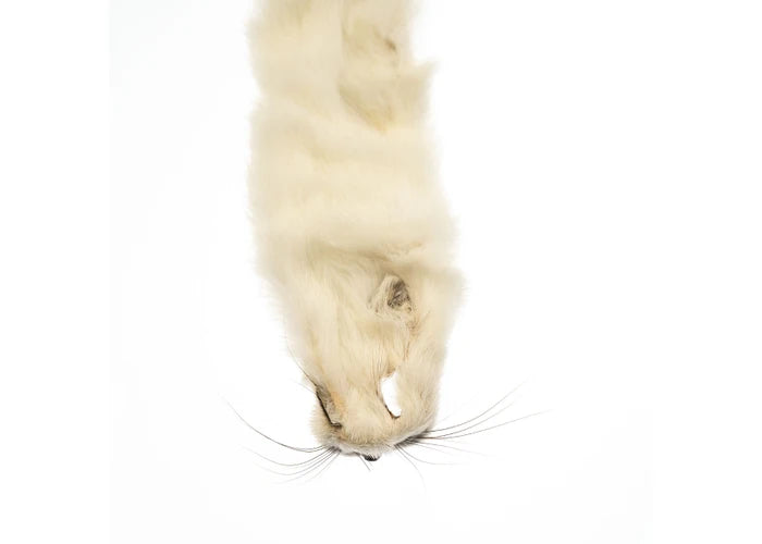 ERMINE FUR SKIN LARGE 20IN APROX WHITE