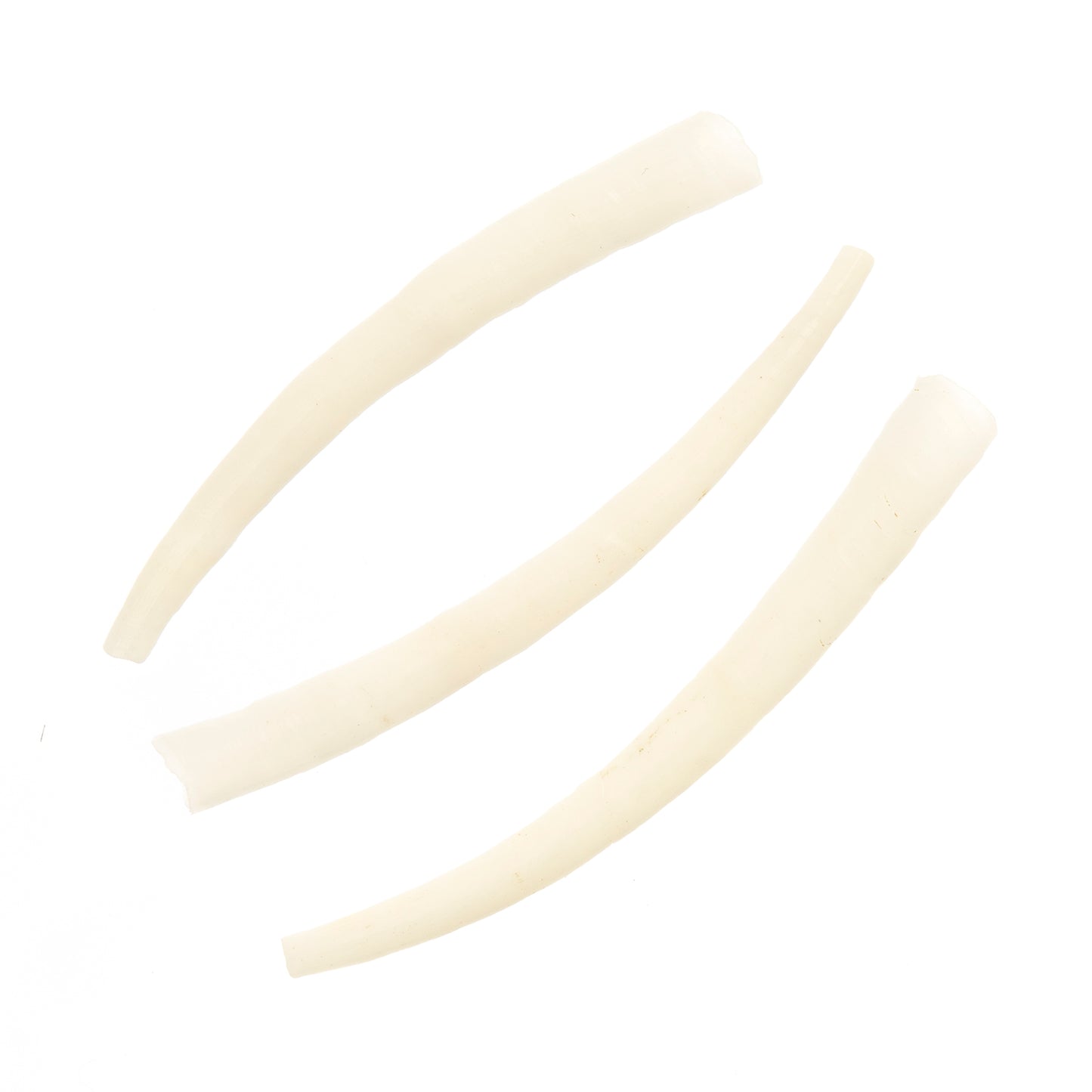 Dentalium Shell Smooth 50g 1.5in to 2in Natural