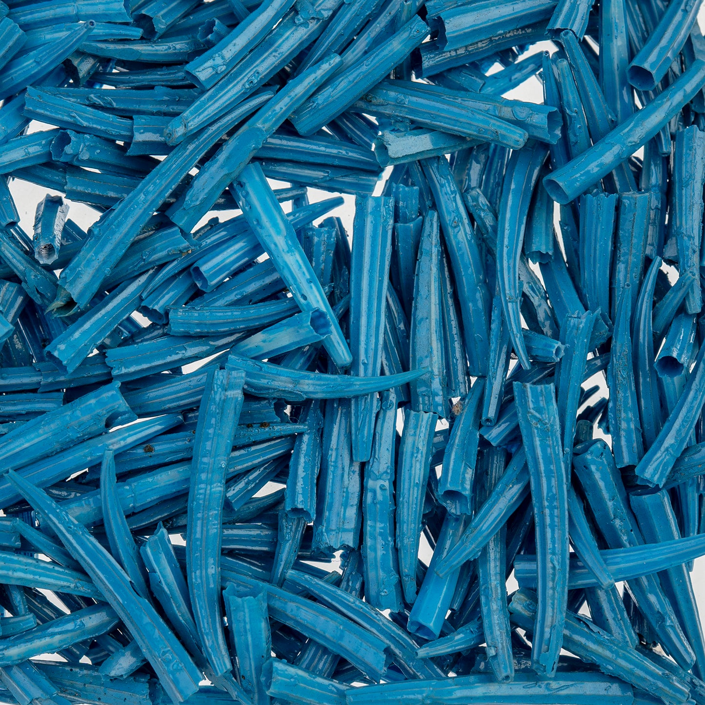 Dentalium Shell Ridged 30g/apx.100pcs 0.5in to 1in Blue Oil Painted/water Resistant