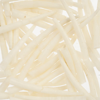 Dentalium Shell Smooth 50g 1.5in to 2in Natural