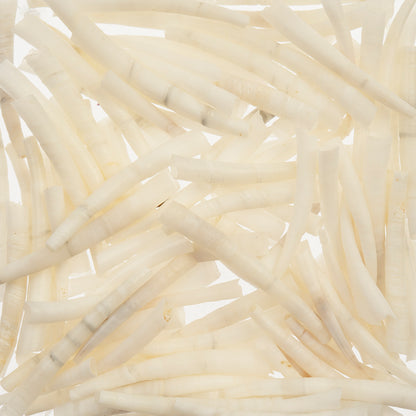 Dentalium Shell Smooth 50g 1in to 1.5in Natural