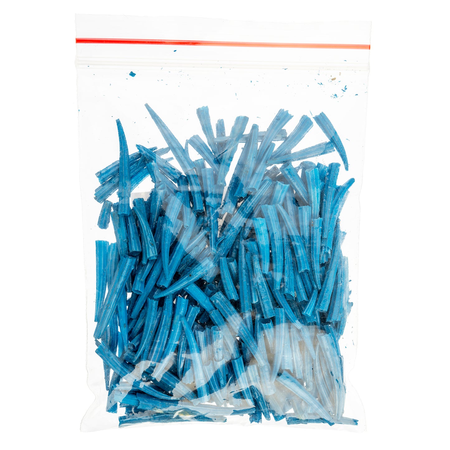 Dentalium Shell Ridged 30g/apx.100pcs 0.5in to 1in Blue Oil Painted/water Resistant