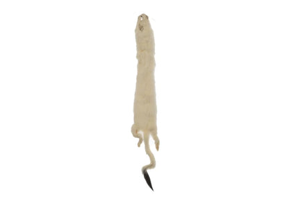 ERMINE FUR SKIN LARGE 20IN APROX WHITE