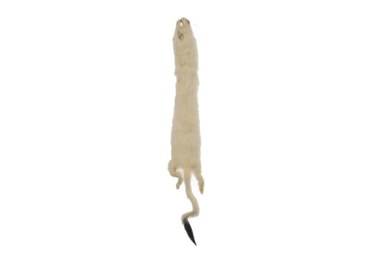 ERMINE FUR SKIN LARGE 20IN APROX WHITE