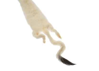 ERMINE FUR SKIN LARGE 20IN APROX WHITE